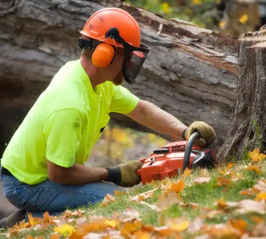 tree services Brecksville